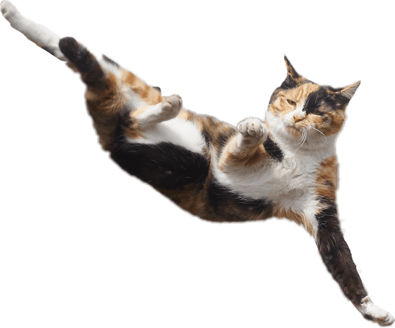 Cat Jumping PNG