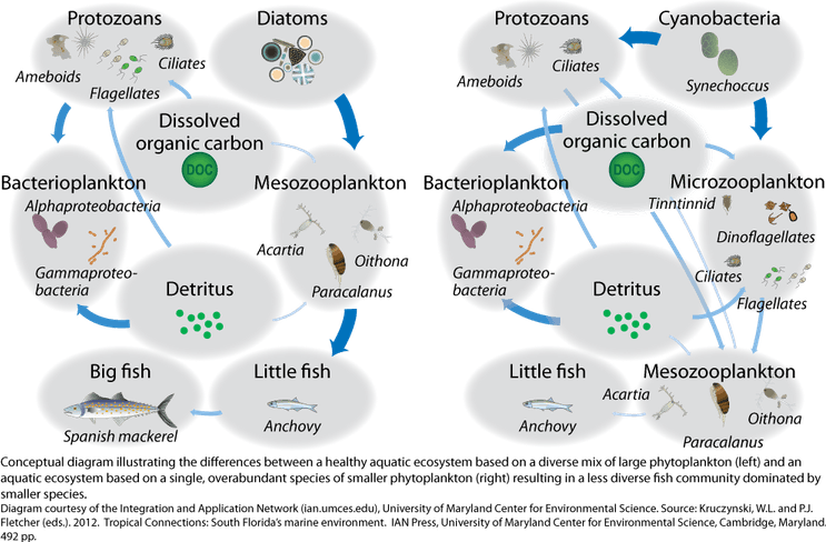 Phytoplankton PNG