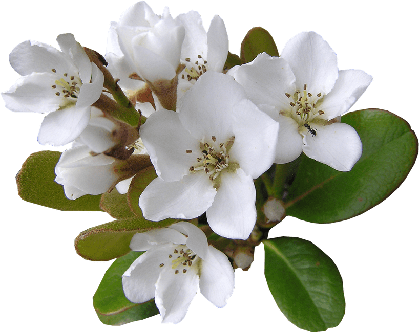 Hawthorn Flower PNG