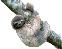 Sloth PNG