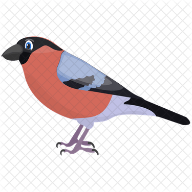 Finch PNG