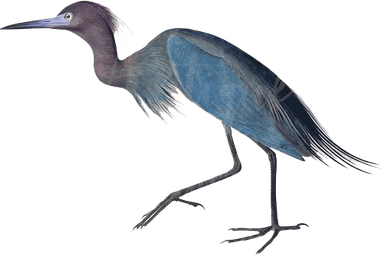 Heron PNG
