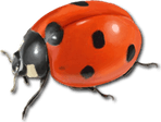 Ladybug PNG