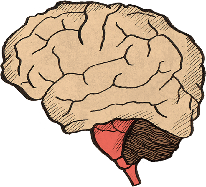 Working Brain PNG