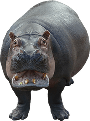 Hippopotamus PNG