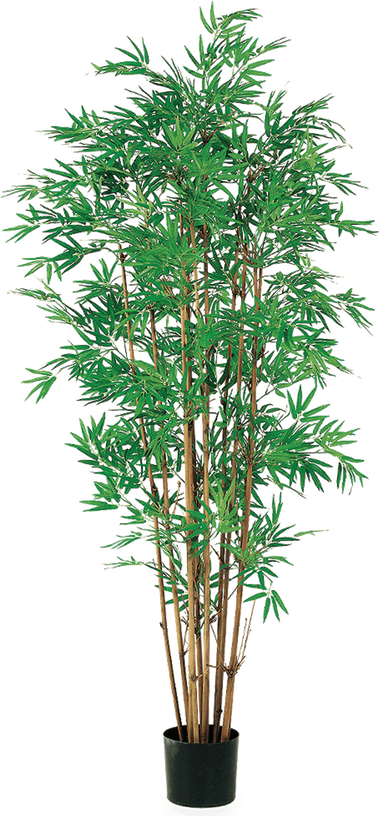 Bamboo Tree PNG