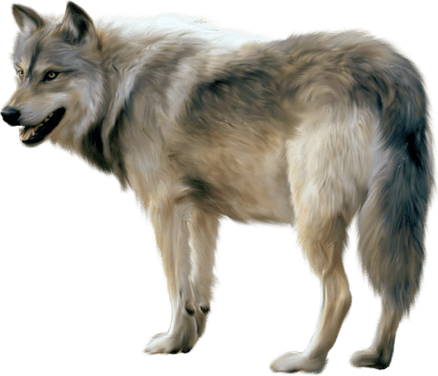 Wolf PNG