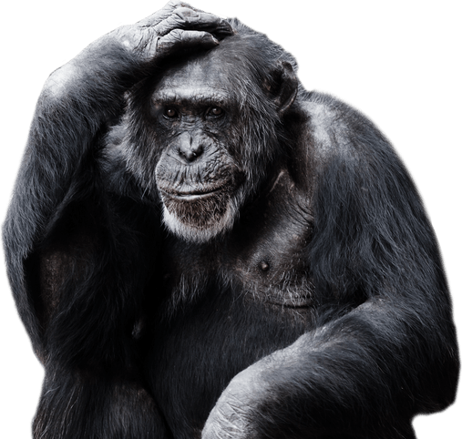 Chimpanzee PNG