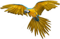 Bird Flying PNG