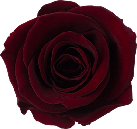 Burgundy Rose PNG