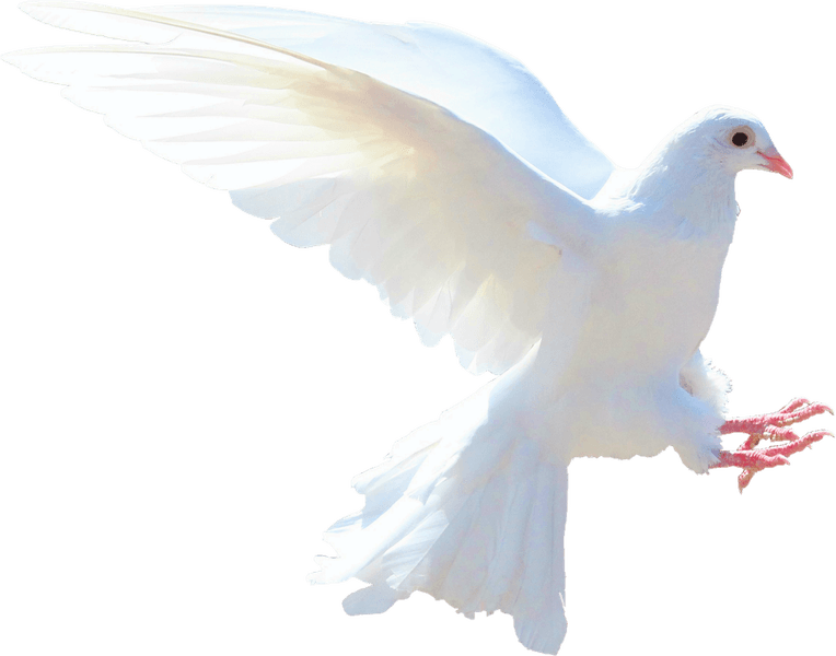 Dove Bird PNG