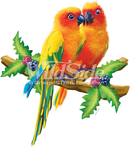 Lovebirds PNG