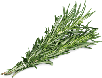 Rosemary PNG