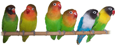 The Lovebirds PNG