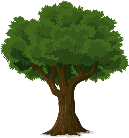Ceiba Tree PNG