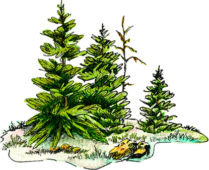Watercolor Pine Tree PNG