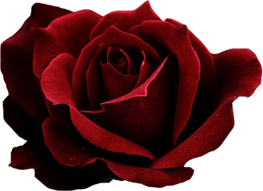 Red Rose PNG