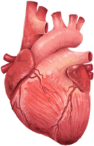 Human Heart PNG