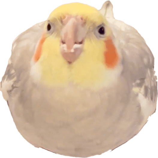 Screaming Bird PNG