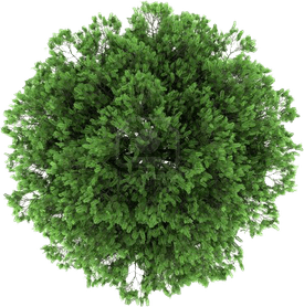 Plan View Tree PNG