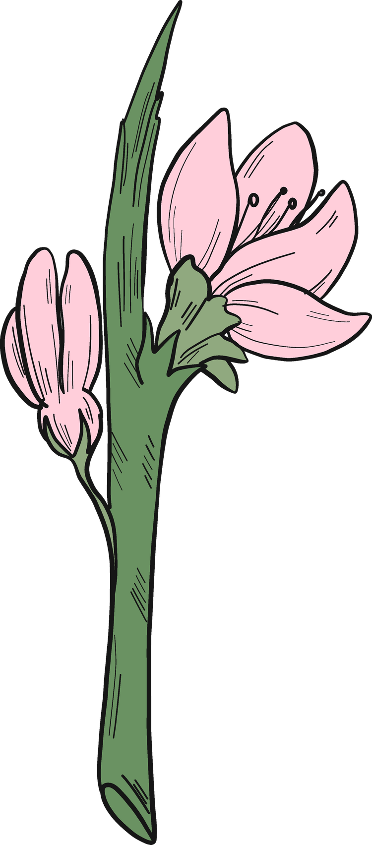 Peach Flower PNG