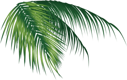 Leaf PNG