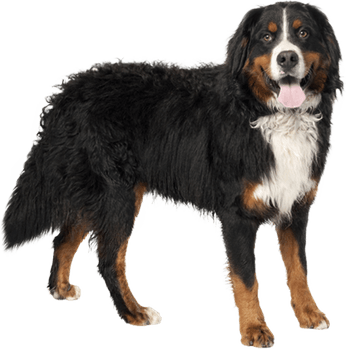 Bernese Mountain Dog PNG