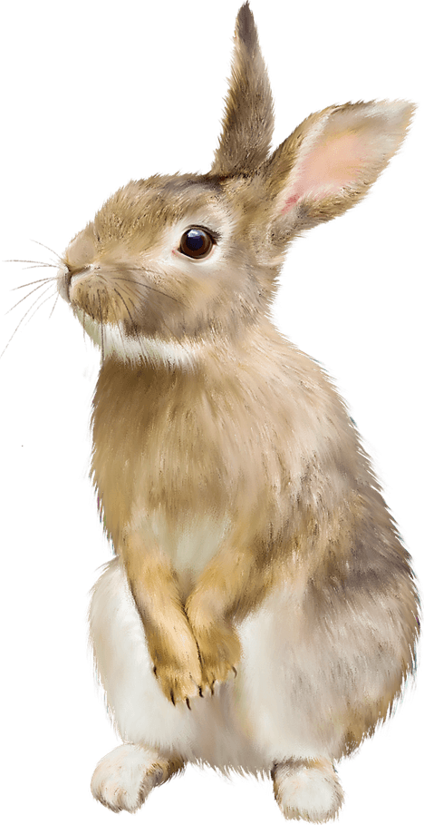 Cartoon Bunny PNG