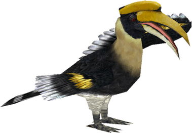 Hornbill Bird PNG