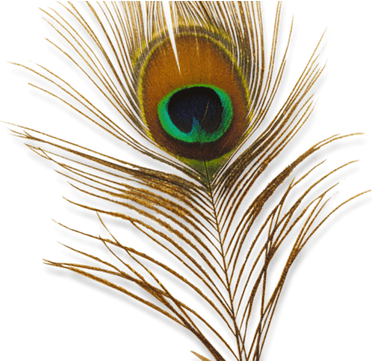 Peacock Feather PNG
