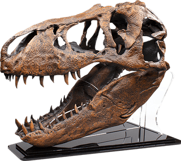 T Rex Skull PNG