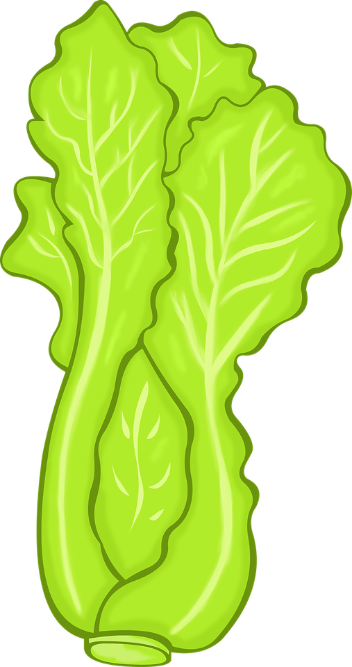 Celtuce PNG