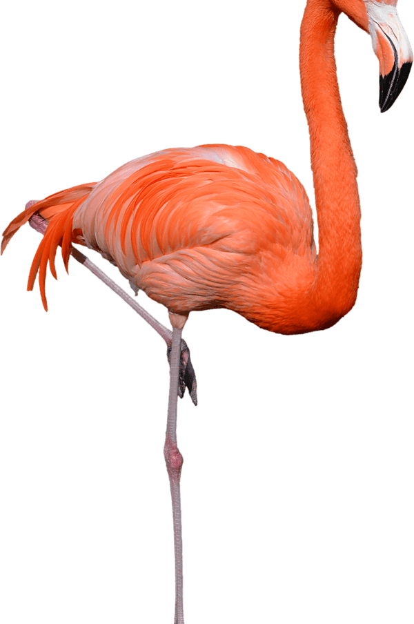 Flamingo PNG