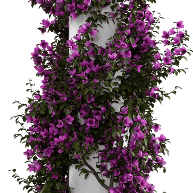 Bougainvillea Flower PNG