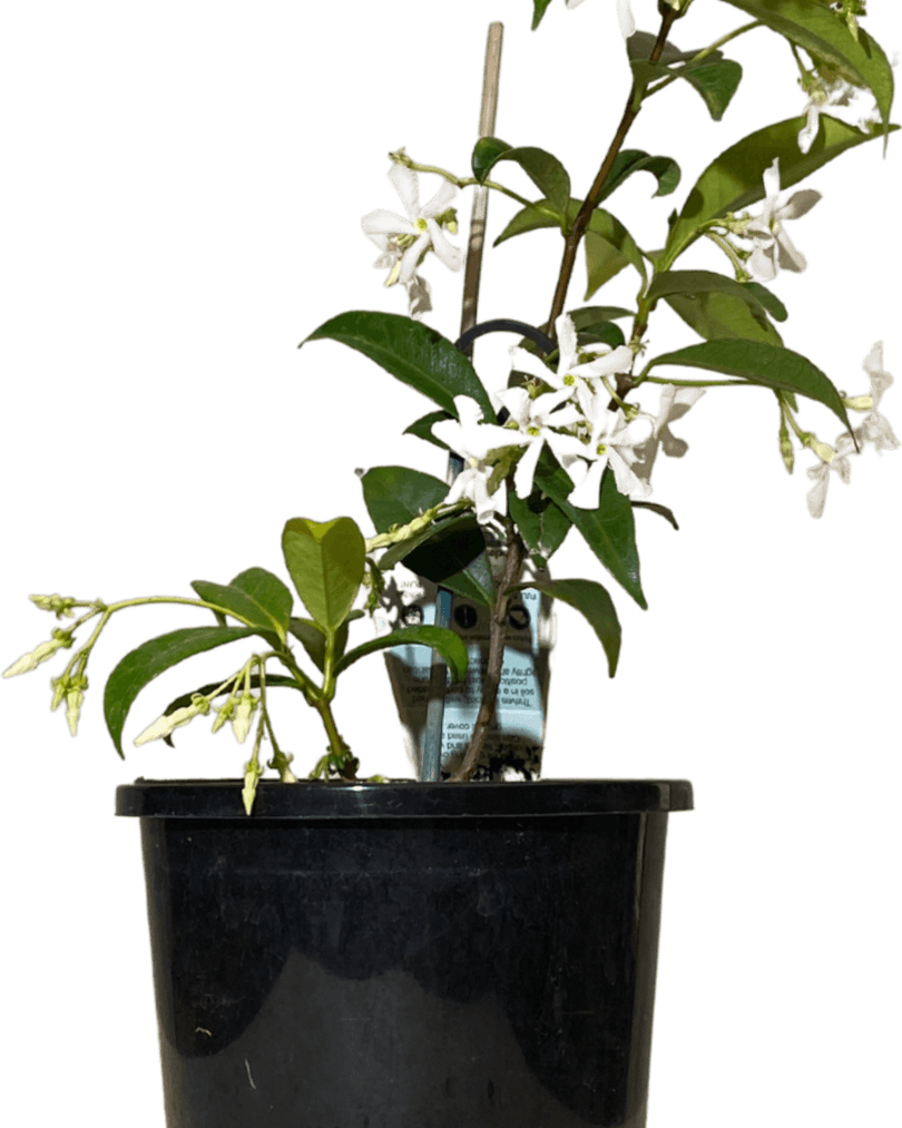 Jasmine Tree PNG