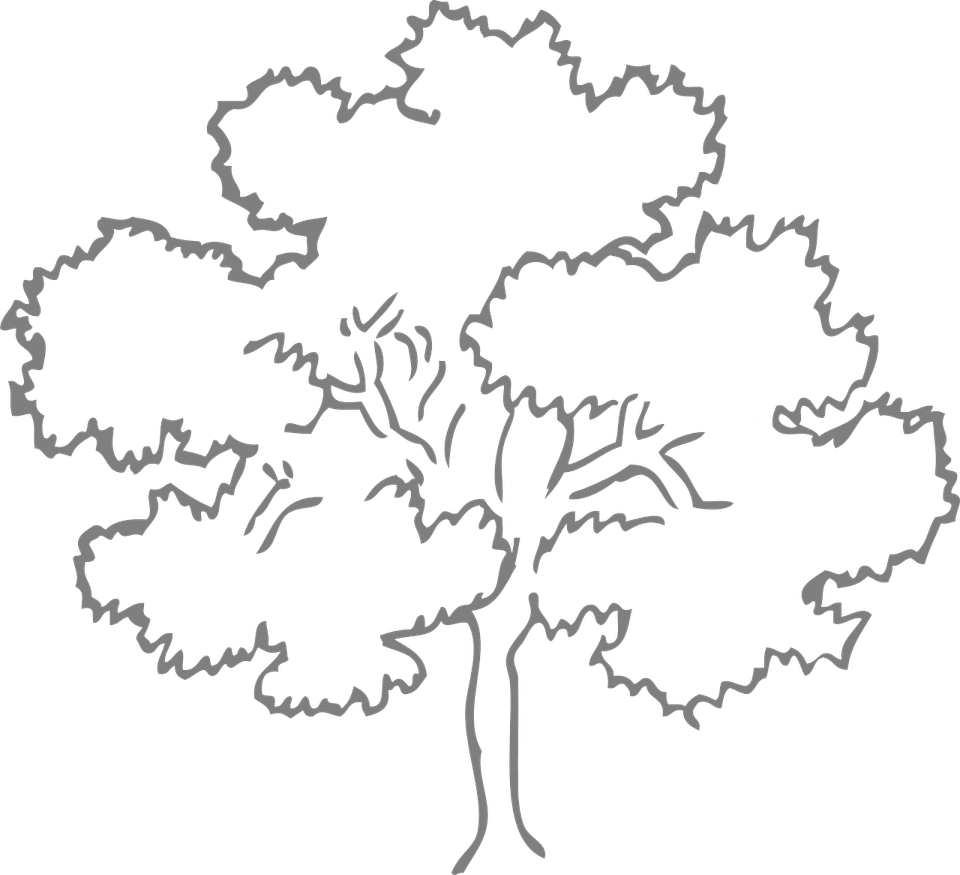 Tree Outline PNG