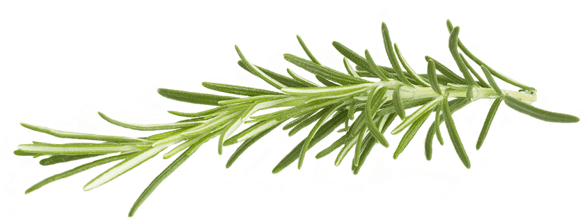 Rosemary PNG