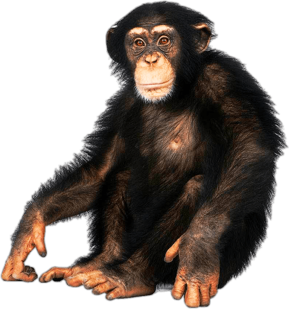 Chimpanzee PNG