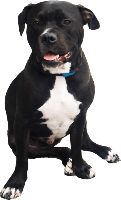 Pit Bulls PNG