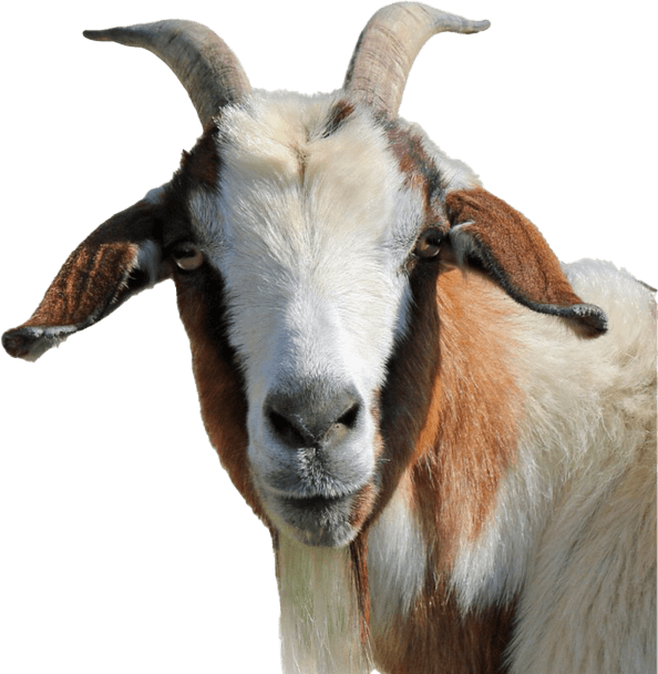 Goat Head PNG