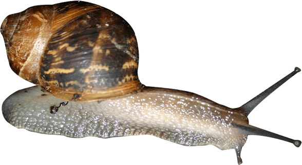 Snails PNG