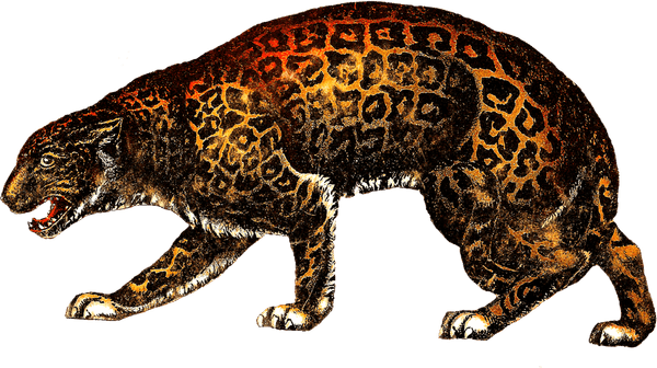 Leopards PNG