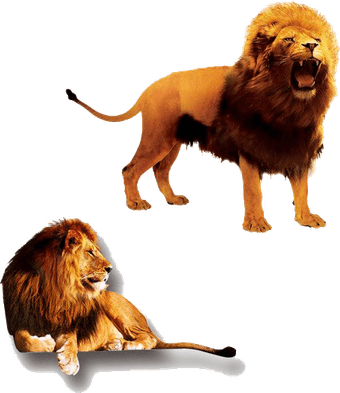 The Lion King PNG