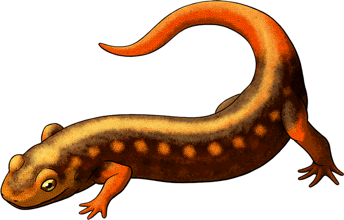 Caecilians PNG