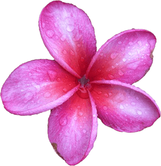 Frangipani PNG