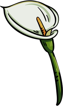 Calla Lily PNG