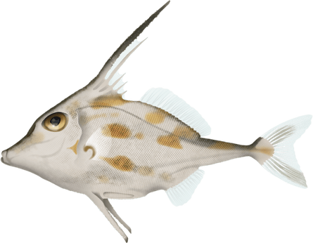 Tripod Fish PNG