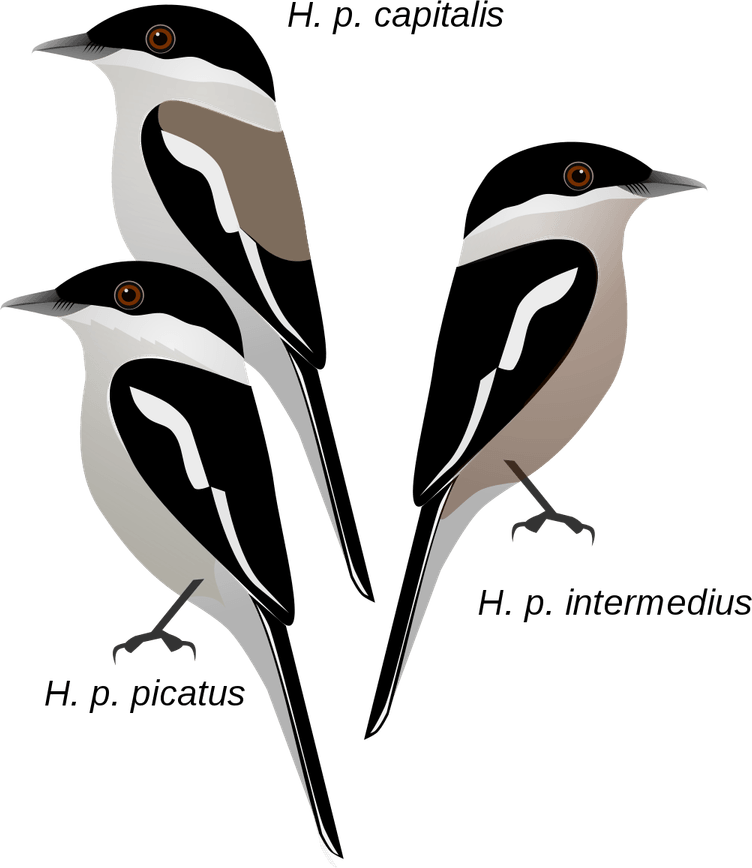 Shrike PNG