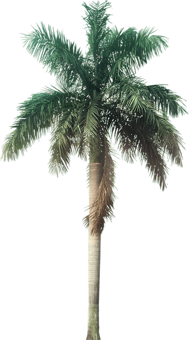 Royal Palm Tree PNG