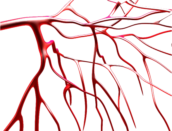 Vein PNG